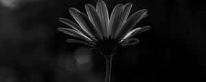 Preview wallpaper flower, macro, bw, closeup