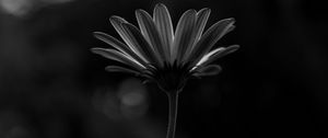 Preview wallpaper flower, macro, bw, closeup