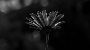 Preview wallpaper flower, macro, bw, closeup