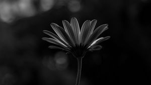 Preview wallpaper flower, macro, bw, closeup