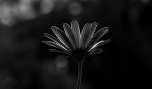 Preview wallpaper flower, macro, bw, closeup
