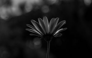 Preview wallpaper flower, macro, bw, closeup