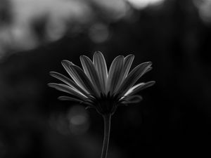 Preview wallpaper flower, macro, bw, closeup