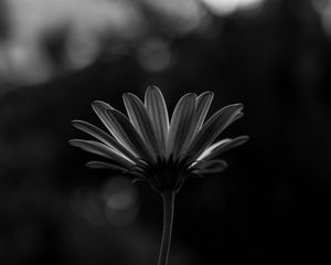 Preview wallpaper flower, macro, bw, closeup