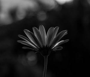 Preview wallpaper flower, macro, bw, closeup