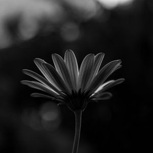 Preview wallpaper flower, macro, bw, closeup