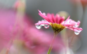 Preview wallpaper flower, macro, drops, blur