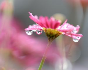 Preview wallpaper flower, macro, drops, blur