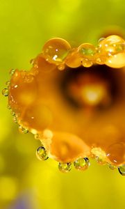 Preview wallpaper flower, macro, drops, dew, petals