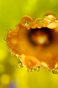 Preview wallpaper flower, macro, drops, dew, petals