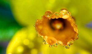 Preview wallpaper flower, macro, drops, dew, petals