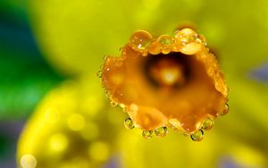 Preview wallpaper flower, macro, drops, dew, petals