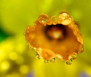 Preview wallpaper flower, macro, drops, dew, petals