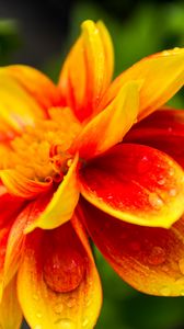 Preview wallpaper flower, macro, drops, water