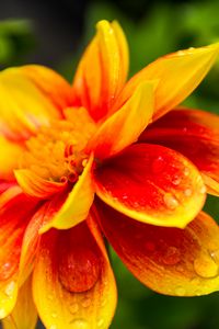 Preview wallpaper flower, macro, drops, water