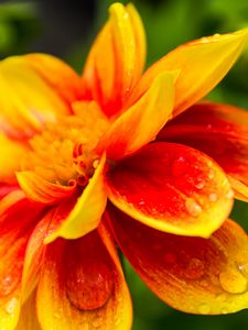 Preview wallpaper flower, macro, drops, water