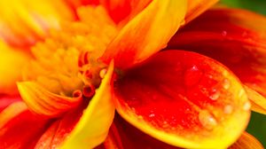 Preview wallpaper flower, macro, drops, water