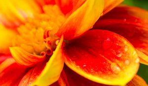 Preview wallpaper flower, macro, drops, water