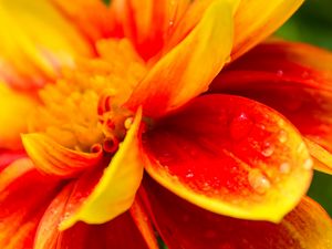 Preview wallpaper flower, macro, drops, water