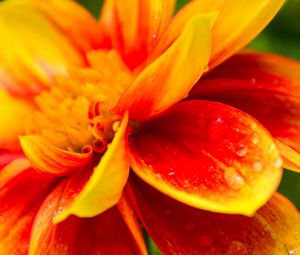 Preview wallpaper flower, macro, drops, water
