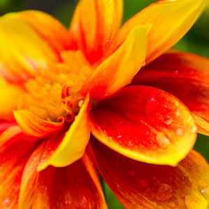 Preview wallpaper flower, macro, drops, water