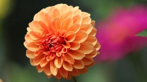 Preview wallpaper flower, macro, dwarf dahlia