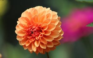 Preview wallpaper flower, macro, dwarf dahlia