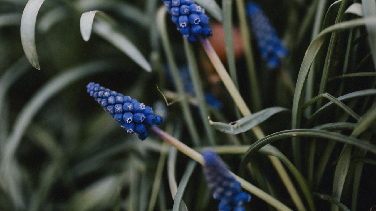Wallpaper flower, macro, grass, blue