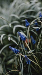 Preview wallpaper flower, macro, grass, blue