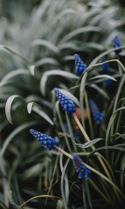 Preview wallpaper flower, macro, grass, blue