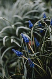 Preview wallpaper flower, macro, grass, blue