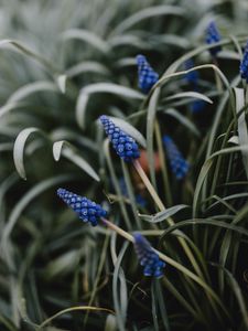 Preview wallpaper flower, macro, grass, blue