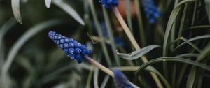 Preview wallpaper flower, macro, grass, blue