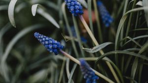 Preview wallpaper flower, macro, grass, blue