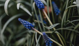 Preview wallpaper flower, macro, grass, blue