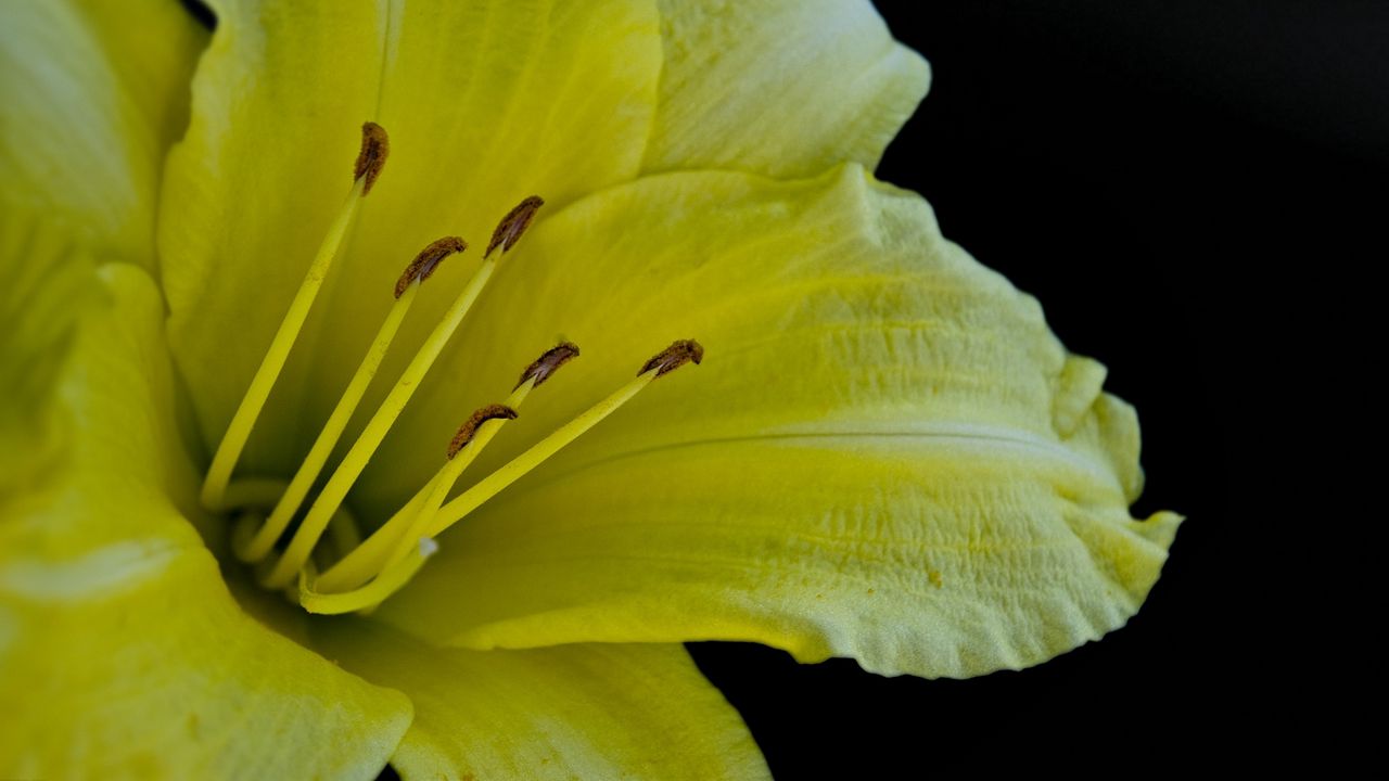 Wallpaper flower, macro, lily, yellow