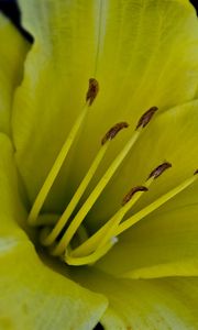 Preview wallpaper flower, macro, lily, yellow