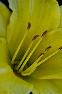 Preview wallpaper flower, macro, lily, yellow