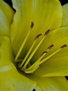 Preview wallpaper flower, macro, lily, yellow