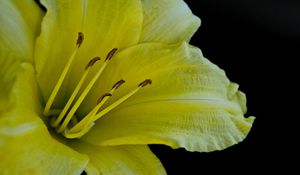 Preview wallpaper flower, macro, lily, yellow