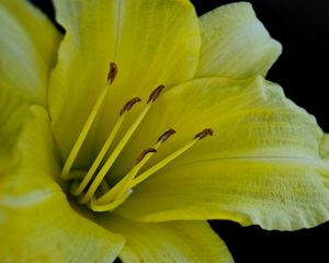 Preview wallpaper flower, macro, lily, yellow