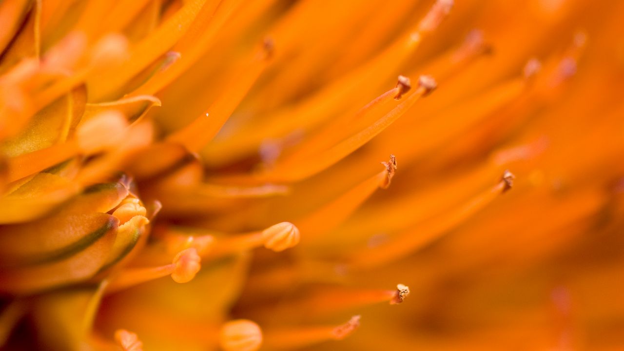Wallpaper flower, macro, orange, blur