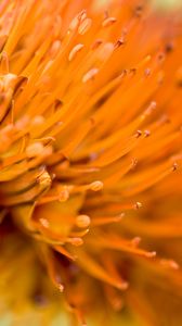 Preview wallpaper flower, macro, orange, blur