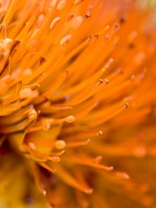 Preview wallpaper flower, macro, orange, blur