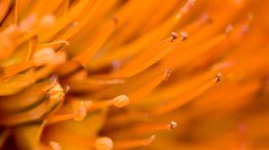 Preview wallpaper flower, macro, orange, blur