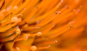 Preview wallpaper flower, macro, orange, blur