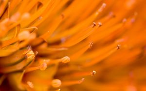 Preview wallpaper flower, macro, orange, blur