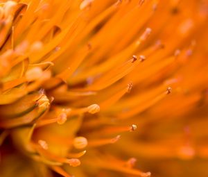 Preview wallpaper flower, macro, orange, blur