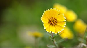 Preview wallpaper flower, macro, petals, blur