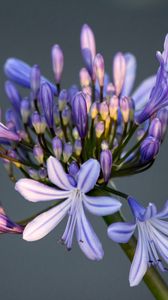 Preview wallpaper flower, macro, petals, bud